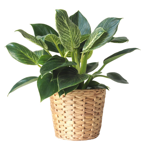 Indoor Plants